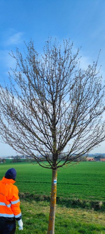 Strom pred upravou.jpg