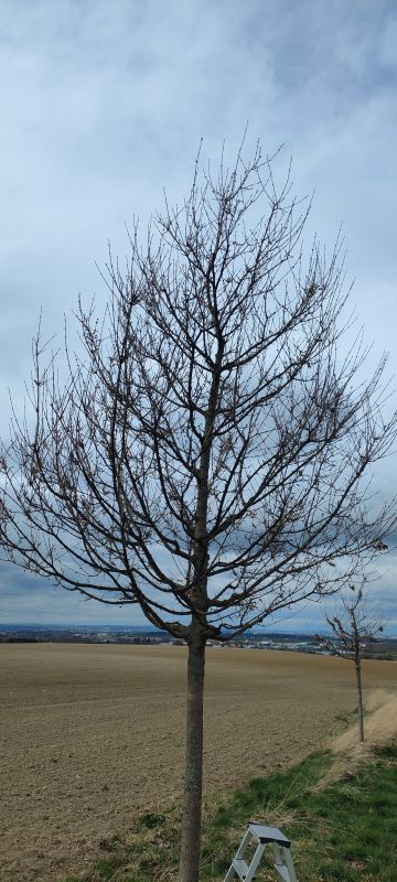 javor po úpravě.jpg