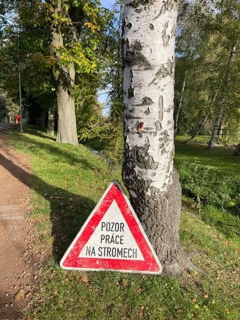 prace-na-stromech.jpg