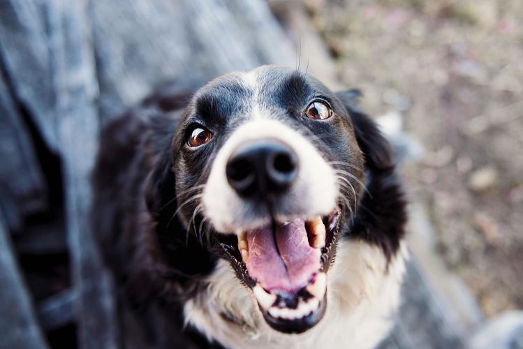 dog.jpg