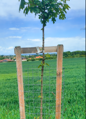 tree.png