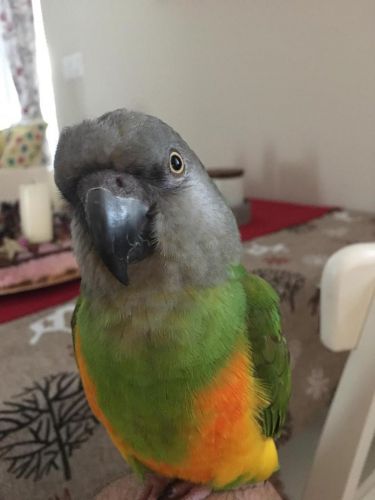 papoušek 4
