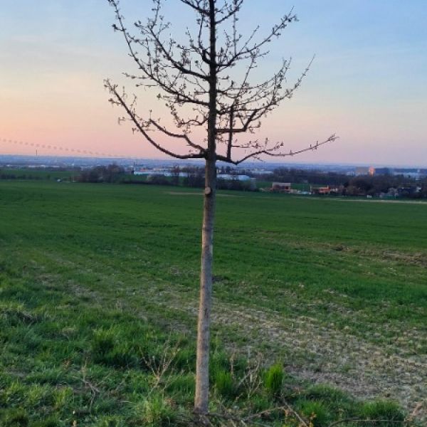 strom po rezu.jpg